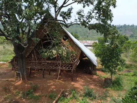 An A-frame thatched hut built beneath a spreading tree