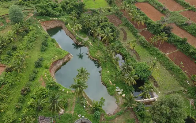 Aerial view of a pond among terraced beds and coconut palms