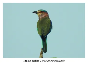 Indian Roller, Coracias benghalensis