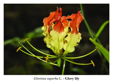 Glory lily, Gloriosa superba