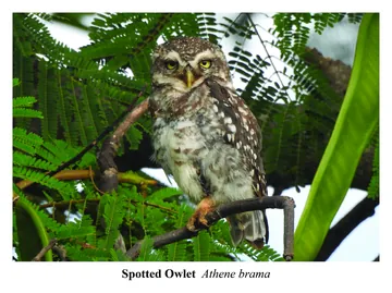 Spotted Owlet, Athene brama