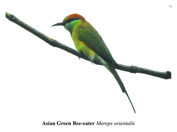 Asian Green Bee-eater, Merops orientalis