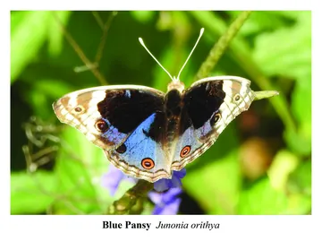 Blue Pansy, Junonia orithya
