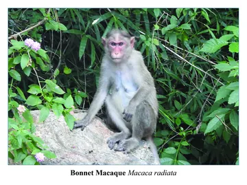 Bonnet Macaque, Macaca radiata