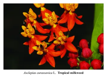 Tropical milkweed, Asclepias curassavica