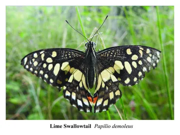 Lime Swallowtail, Papilio demoleus