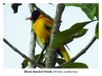 Black-hooded Oriole, Oriolus xanthornus