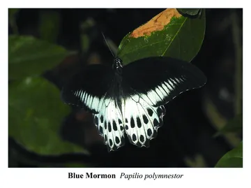 Blue Mormon, Papilio polymnestor