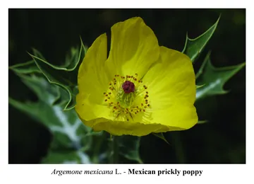 Mexican prickly poppy, Argemone mexicana