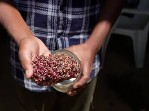 Cupped hands holding a jar of red-stemmed microgreens