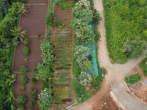 Aerial view of vegetable beds on the farm