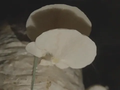 White oyster mushrooms fruiting from a grow bag